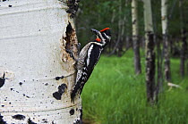 Red-naped sapsucker {Sphyrapicus nuchalis} female at nest hole in aspen tree, Rocky Mountain National Park, Colorado, USA, June
