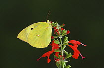 Southern Dogface {Colias cesonia} male on Tropical Sage flower (Salvia sp) Texas, USA, June