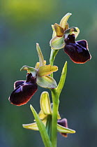 Small Spider Orchid {Ophrys araneola} flowers, National Park Lake Neusiedl, Austria, April