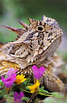 RF- Texas Horned Lizard (Phrynosoma cornutum) adult head portrait. Texas, USA. April. (This image may be licensed either as rights managed or royalty free.)
