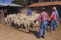 Workers herding Domestic sheep into shearing pens, Hill Country, Texas, USA, April 2007