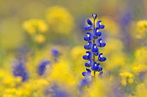 Texas Bluebonnet {Lupinus texensis} in field of wildflowers, Gonzales County, Texas, USA, March