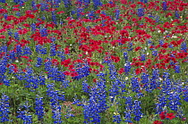 Texas Bluebonnet (Lupinus texensis) and Drummond's Phlox (Phlox drummondii) flowering in meadow, Gonzales County, Texas, USA, March 2007