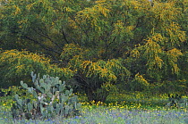 Wildflower field with Texas Prickly Pear Cactus (Opuntia lindheimeri) Huisache tree (Acacia farnesiana) Squaw Weed (Senecio ampullaceus)Texas Bluebonnet (Lupinus texensis),Three Rivers, Live Oak Count...