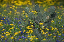 Wildflower field with Texas Prickly Pear Cactus (Opuntia lindheimeri) Squaw Weed (Senecio ampullaceus) Texas Bluebonnet (Lupinus texensis), Three Rivers, Live Oak County, Texas, USA, March 2007
