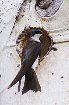 Tree Swallow {Tachycineta bicolor} female at nest hole in Aspen tree, Rocky Mountain National Park, Colorado, USA, June