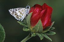 White Checkered Skipper {Pyrgus albescens} on Tulipan del Monte flower (Hibiscus cardiophyllus) Rio Grande Valley, Texas, USA, May