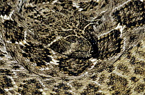 Close up of coiled Western Diamondback Rattlesnake {Crotalus atrox} Texas, USA, May
