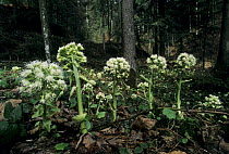 White Butterbur {Petasites albus} flowers in woodland, Switzerland, April