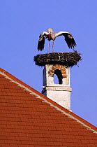 White Stork {Ciconia ciconia} adult calling on nest on chimney, Rust, National Park Lake Neusiedl, Austria, April