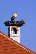 White Stork {Ciconia ciconia} adult on nest on chimney, Rust, National Park Lake Neusiedl, Austria, April