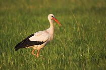 White Stork {Ciconia ciconia} National Park Lake Neusiedl, Austria, April
