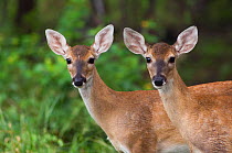 RF- White-tailed Deer (Odocoileus virginianus) two young fawns. Texas, USA. June. (This image may be licensed either as rights managed or royalty free.)