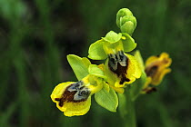 Yellow Bee Orchid {Ophrys lutea} flower, Samos, Greek Island, Greece, April