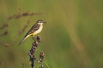 Yellow Wagtail {Motacilla flava} female with nesting material in beak, National Park Lake Neusiedl, Austria, April