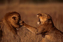African lioness snarling and hitting out at male lion during courtship {Panthera leo} East Africa