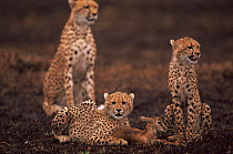 Cheetah {Acinonyx jubatus} mother watches over cubs that have are learning how to prey on a live baby Gazelle, East Africa