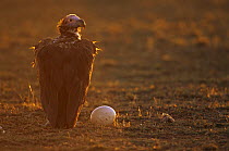 Lappet faced vulture {Torgos tracheliotus} with Ostrich egg at sunrise, East Africa
