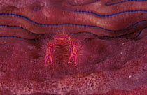 Pink squat lobster (Lauriea siagiani) on Barrel sponge, Indo-Pacific