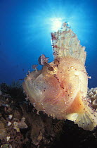 Leaf scorpionfish {Taenianotus triacanthus} against sunlight, Indo-Pacific