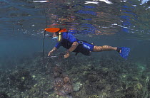 Snorkler collecting Crown of thorns starfish {Acathaster planci} Underwater Indo-Pacific