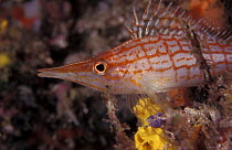 Longnose Hawkfish {Oxycirrhites typus} Underwater Indo-Pacific