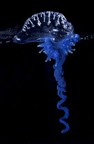 Portugese man-of-war / Blue Bottle {Physalia physalis} split level showing float and tentacles, Indo-pacific