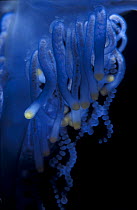Close up of tentacles of Portugese man-of-war / Blue Bottle {Physalia physalis}  Indo-pacific