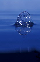 Portugese man-of-war / Blue Bottle {Physalia physalis} floating on water surface, Indo-pacific
