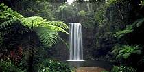 Millaa Millaa Waterfall amongst tropical rainforest with Tree fern, Queensland, Australia