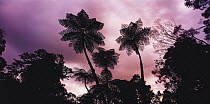 Silhouette of Tree ferns against the sky, Daintree Rainforest, North Queensland, Australia