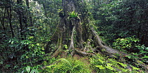 Trunk and roots of Giant red cedar tree {Thuja plicata} in rainforest, Queensland, Australia