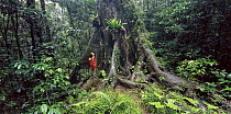 Tourist standing beside trunk and roots of Giant red cedar tree {Thuja plicata} in rainforest, Queensland, Australia