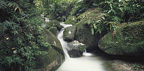 Rainforest Creek, Daintree NP, Queensland, Australia