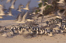Terns {Sterninae} taking off from beach, Bird Island, Tubbataha Reef, Philippines