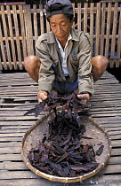 Villager with mangrove bark, 'tungog', bark powder is used to dye palm wine and give it a slight bitter taste, Panay, Aklan, Philippines