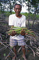 Villager collects propagules for planting new mangroves, Panay, Aklan, Philippines
