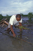 Ruperto de la Luna replants mangrove propagules  in soft mud of river delta, Panay, Aklan, Philippines