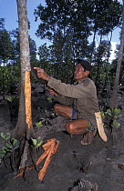 Villager peels bark off mangrove tree to produce "tungog" which is used to dye palm wine and give it a slight bitter taste, Panay, Aklan, Philippines