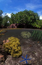 Soft corals and blue starfish in shallow water close to mangrove forest, split level, Papua New Guinea