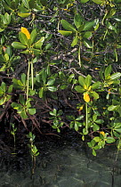 Mangrove propagules hang from Mangrove tree, these are collected and replanted to propagate new trees, Philippines