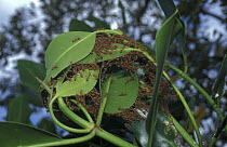 Fire / Red ants {Solenopsis sp} build nest with mangrove tree leaves, Philippines