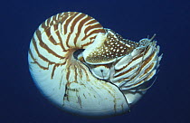 Portrait of Chambered Nautilus {Nautilus pompilius} Underwater, Papua New Guinea