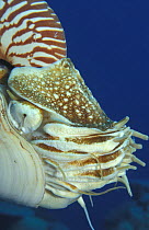 Close up of mouthparts of Chambered Nautilus {Nautilus pompilius} Underwater, Papua New Guinea