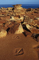 130 million year old Dinosaur footprints, Gantheaume Point, Broome, Western Australia