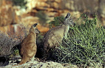 Euro / Common Wallaroo (Macropus robustus) with juvenile, Yardie Creek, Cape Range NP, Western Australia