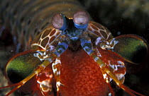 Close up of Mantis shrimp with eggs (Odontodactylus scyllarus) Indo-Pacific