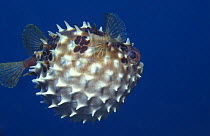 Orbicular burrfish / Pufferfish (Cyclichthys orbicularis) inflated for defense, Indo-Pacific