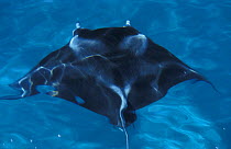 Manta ray {Manta birostris} swimming just below the surface, Ningaloo Reef, Western Australia