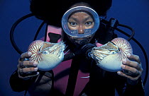 Diver with two Pearly / Chambered nautilus {Nautilus pompilius} Great Barrier Reef, Coral Sea, Australia